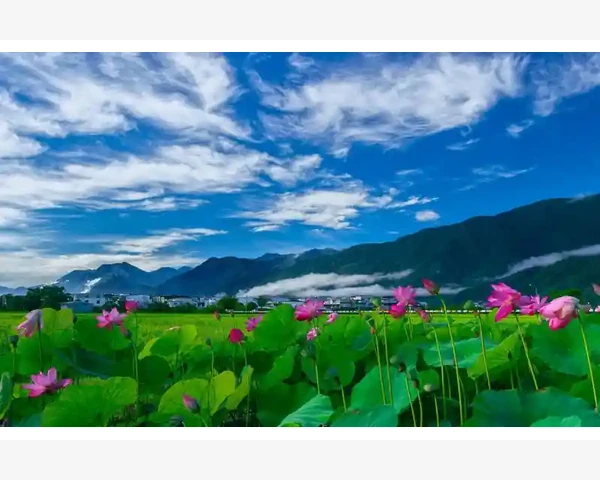 鸽子汤——中医传统秘方，有效化痰止咳